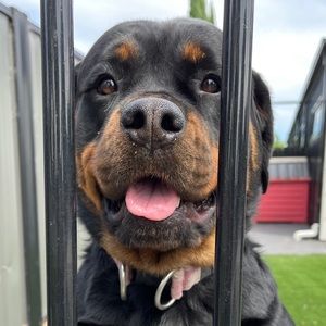 Meet your Posher, Mahnoor